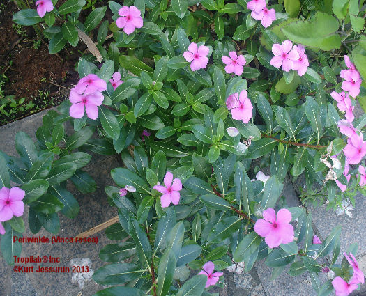 Vinca Rosea